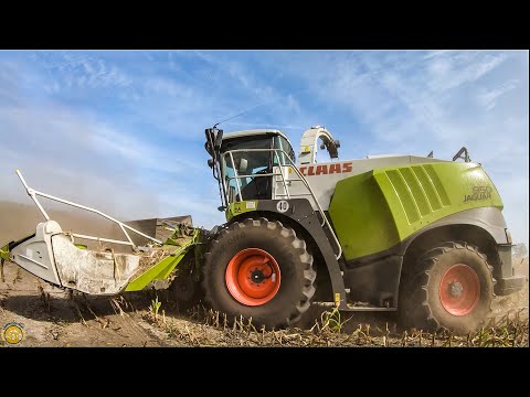 *Großeinsatz Maishäkseln 2019* Claas Jaguar 950 + /4 Case ih Puma *Maisernte*