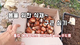 튤립,알리움 가을구근 심기~ /정원/조경/
