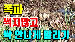 쪽파 종자 잘못말리면 종자로 못쓰고 빨리 수확해야하는이유