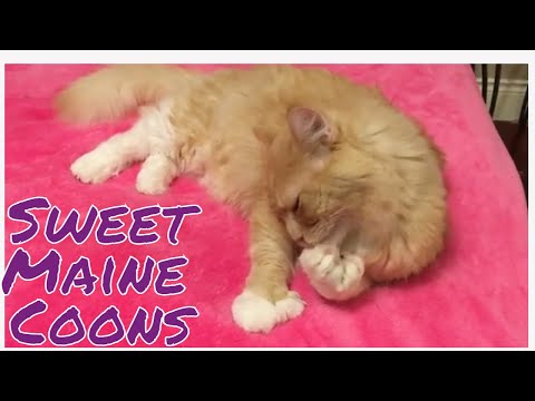 Maine Coons Licking Themselves!