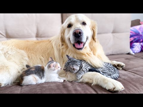 Cute Baby Kittens think the Golden Retriever is their Mother