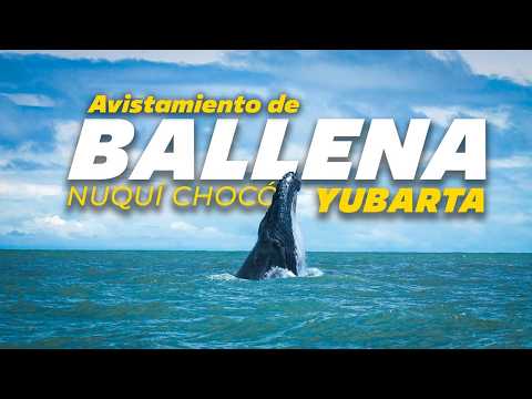 Nuquí: ¡Un Paraíso Imperdible En Colombia! | Guía Completa Parte 2 🐳