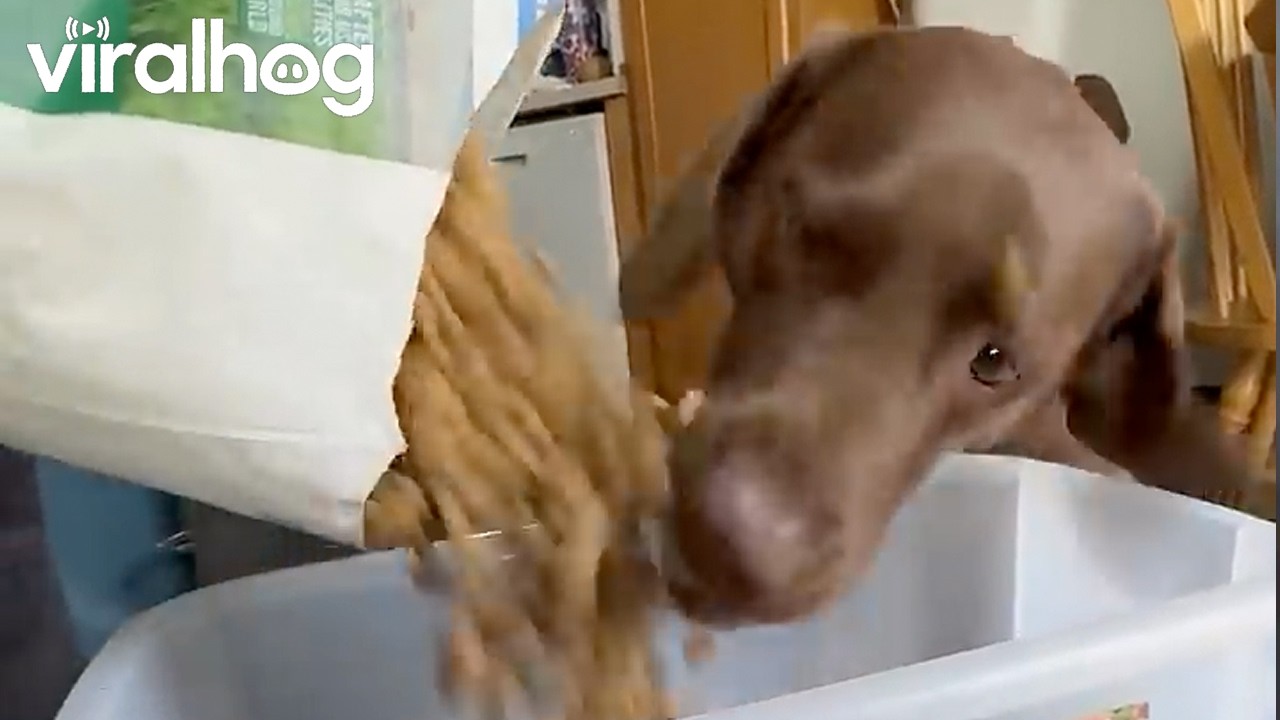 Koda Loves Fresh Bag Day || ViralHog
