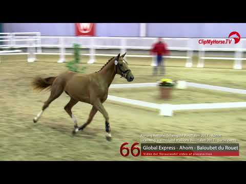 66 Junghengst v. Global Express - Ahorn