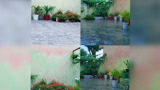 beautiful rain after so many burning weeks ☺️#garden#viralvideo