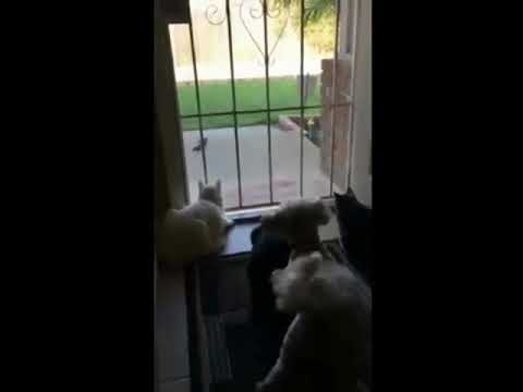 Dog scares cats FUS RO DAH skyrim funny version