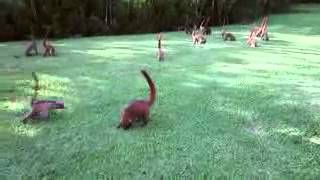 Bahia Principe coatis