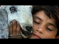 Tu Kal Chla Jayega Do Not Cheat In The Deal Of Sacrificial Animal Tu Kal Chla Jayega To Mai 2019