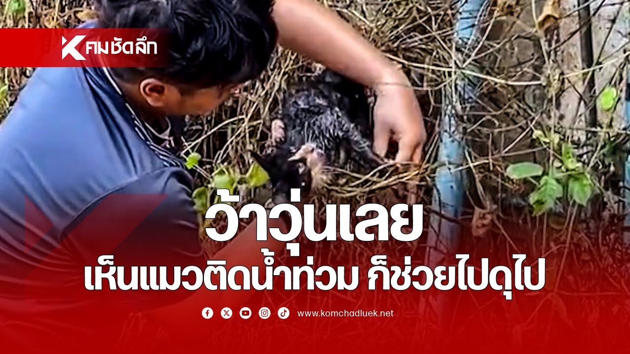 ว้าวุ่นเลย เห็น 'แมว' ติดน้ำท่วม ก็ช่วยไปบ่นไป