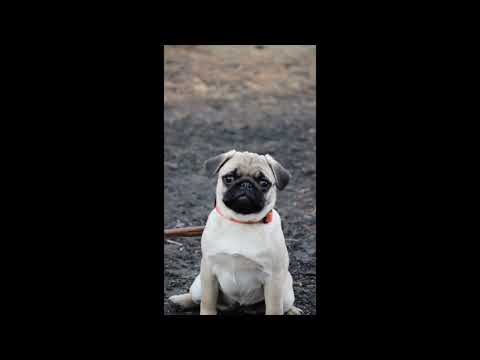 Pug puppy for sale