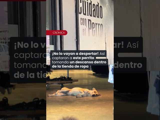 Vídeo relacionado con Regalo para amantes de perros de rescate de amor de paz Camiseta
