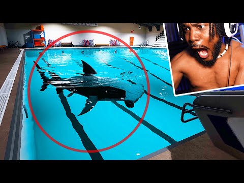 MY DEEPEST FEAR. There's a SHARK in the POOL [Sharks And Minnows]