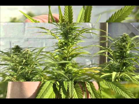 Jasna Liryka - Moja Pani.wmv