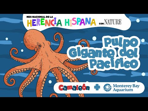 Pulpo Gigante del Pacifico: 8 brazos y 9 cerebros