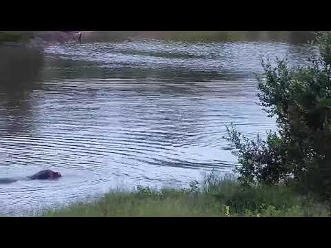 Djuma: Two Hippos with interactions-Pt:3 - 05:21 - 01/23/21