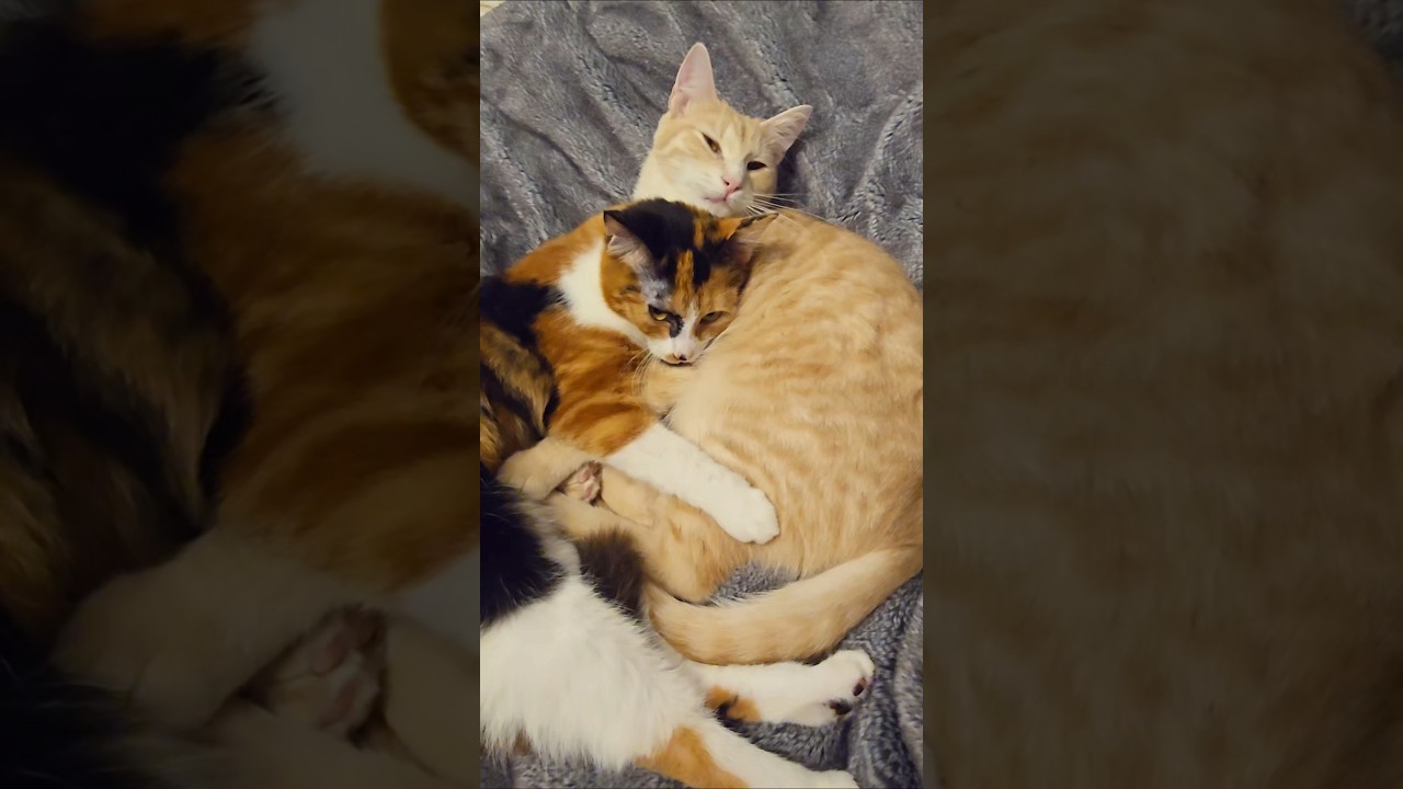 Enlarge Toffee, an adoptable Calico in Lacey, WA video 2/4