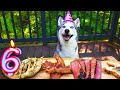 My Husky S 6th Birthday Laika S Birthday Feast