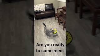 Video preview image #1 Mutt Puppy For Sale in Emmett, ID, USA