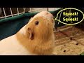 Excited Guinea Pig Noises Wheeking And Squeaking