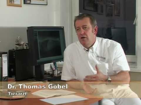 Wildtiere in der Stadt