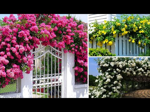 5 FLOWERING CREEPERS TO STOP THE OUTDOOR AREA OF YOUR HOME