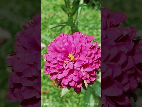 combination of p susheela and minugu thare kalpana legends of kannada film industry