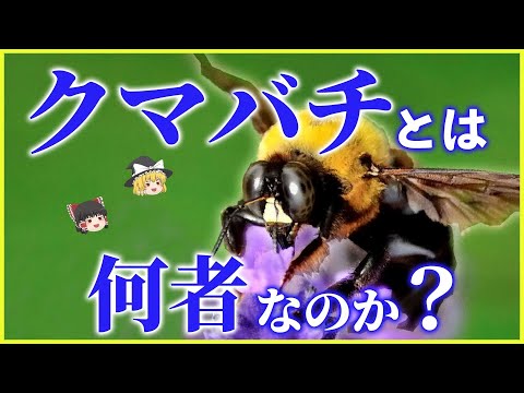 キマバチ科について詳しく解説