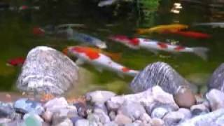 preview picture of video 'Koi feeding.'