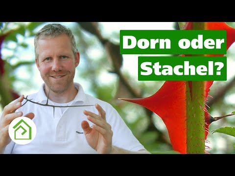 🌹Rosen haben keine Dornen❗