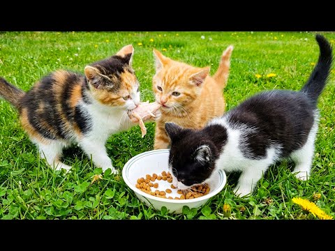 Kittens fighting over food, carnivorous cats, kibble-eating cats - Cat videos