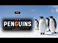 Penguins - Masters of Adaptation and Survival! – [Hindi] – Infinity Stream