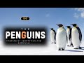 Penguins Masters Of Adaptation And Survival English Infinity Stream