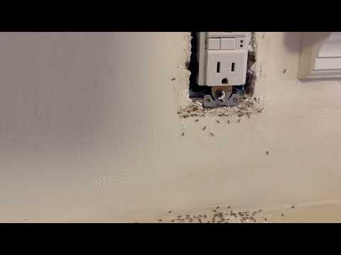 Wall Outlet Loaded with Ants in Jackson, NJ