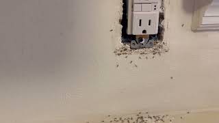 Wall Outlet Loaded with Ants