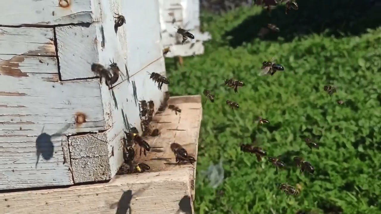 منظر من اروع ما يكون النحل فرح بالطبيعة