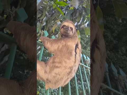 Ai ai… Pela minha carinha dá pra perceber que a preguiça tá ON 😮‍💨🌿🐾 #preguicabm