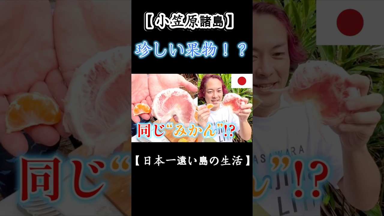 え、これミカン！？🍊 #世界一でかいミカン #文旦 #母島