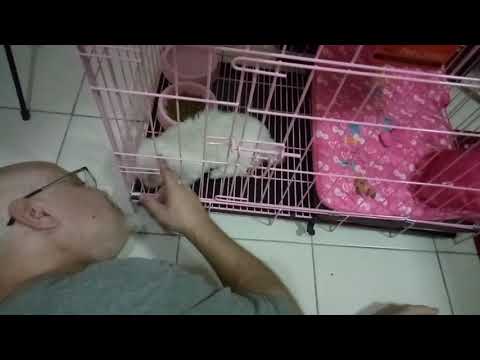 Mia's first night with us 🐩🐶👫🏡