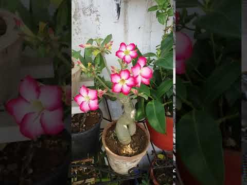 Adenium plant flowering