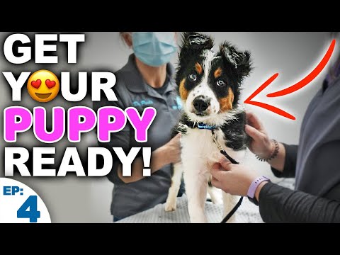 Is Your Puppy Ready For Their First Vet Visit? - Bringing Home A New Puppy Episode 4