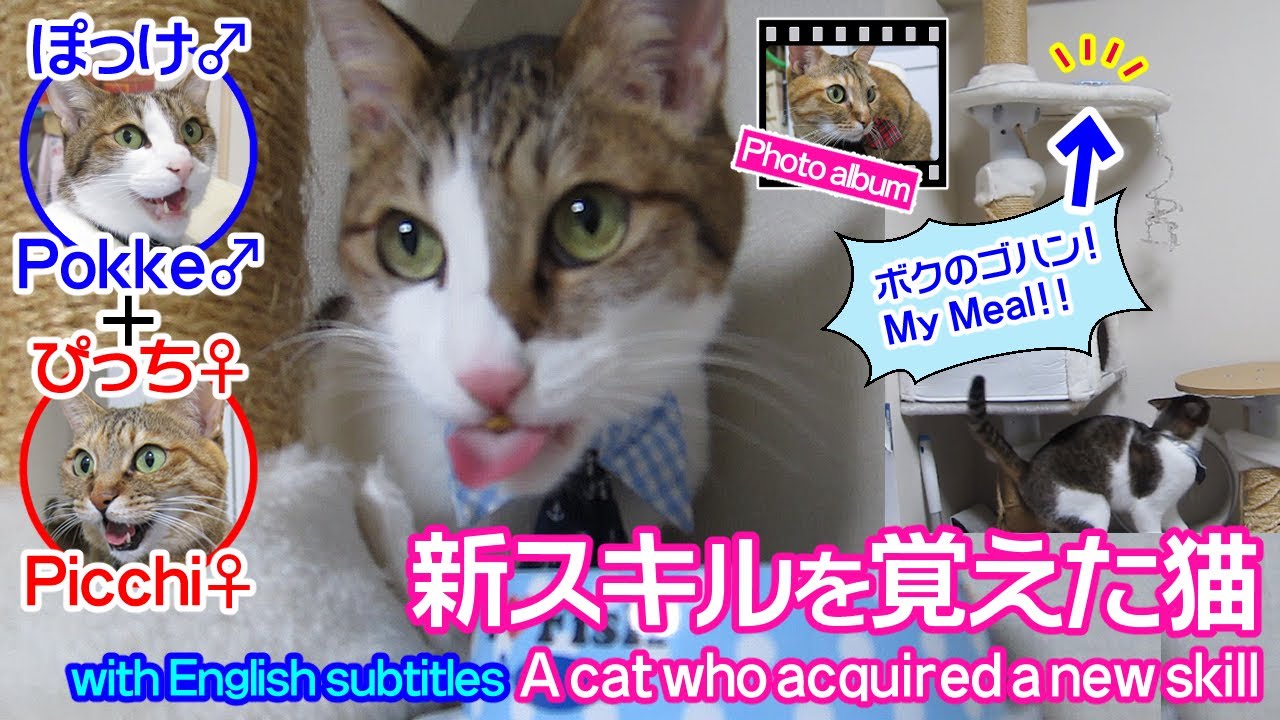 新スキルを覚えた猫～ぽっけ♂＋ぴっち♀～ A cat who Acquired a New Skill～Pokke♂＋Picchi♀～ 2016.01.11