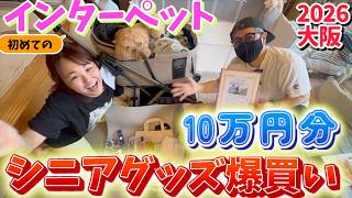 【17歳トイプードル】シニア犬生活のために初めてインターペットに行ってみた‼︎