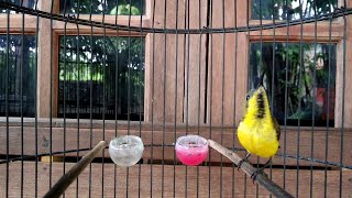 Download lagu BUKTIKAN!! SOGON BAHAN MANAPUN DIJAMIN LANGSUNG RESPON DAN IKUT BUNYI mp3 Download lagu BUKTIKAN!! SOGON BAHAN MANAPUN DIJAMIN LANGSUNG RESPON DAN IKUT BUNYI mp3