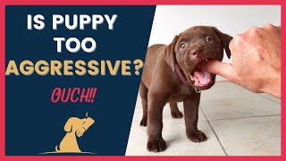 Is Your Puppy Biting Aggressively Must-Have Tips