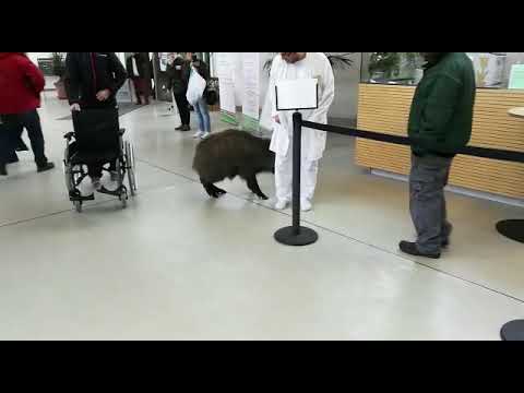 Wildschwein im Ostalbklinikum Aalen