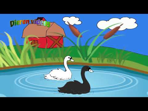 Witte Zwanen Zwarte Zwanen video