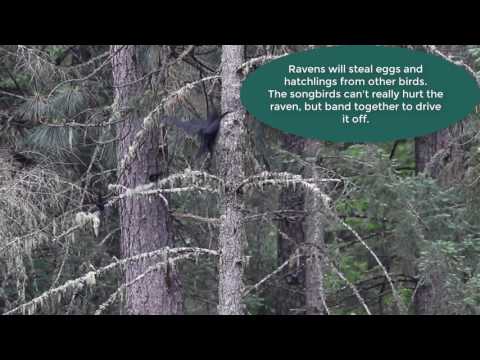Blackbirds and Oriole Mobbing Common Raven