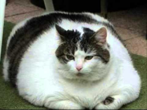 Phat Kat - An Arrangement by Victor Lopez