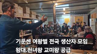 기운센 여왕벌 전국 생산자 모임 #왕대판매 #처녀왕 판매 #교미왕 판매 지구꿀벌연구소