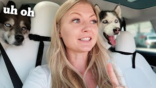 Surprising the dogs with a road trip.. Almost gets us stranded!!